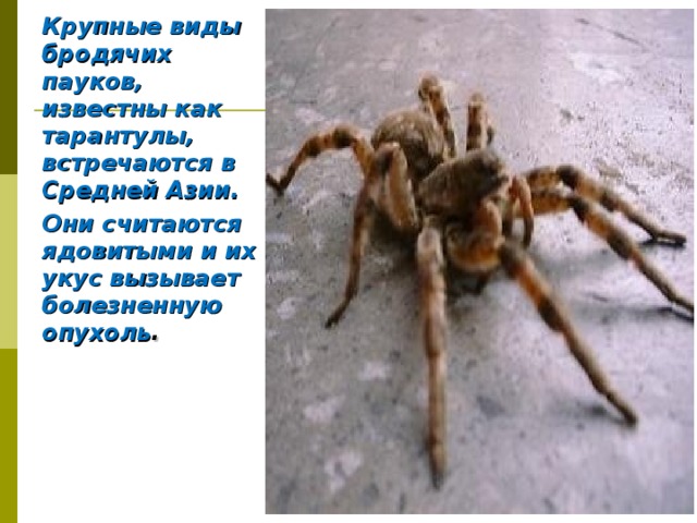 Крупные виды бродячих пауков, известны как тарантулы, встречаются в Средней Азии. Они считаются ядовитыми и их укус вызывает болезненную опухоль . 