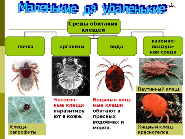 Среды обитания клещей   почва  вода   наземно- воздуш- ная среда   организм Паутинный клещ Водяные хищ-ные клеши обитают в пресных водоёмах и морях. Чесоточ-ные клещи паразитируют в коже. Хищный клещ-краснотелка Клещи-сапрофиты 