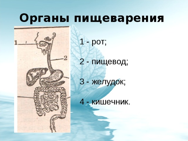 Презентация органы пищеварения 8 класс биология