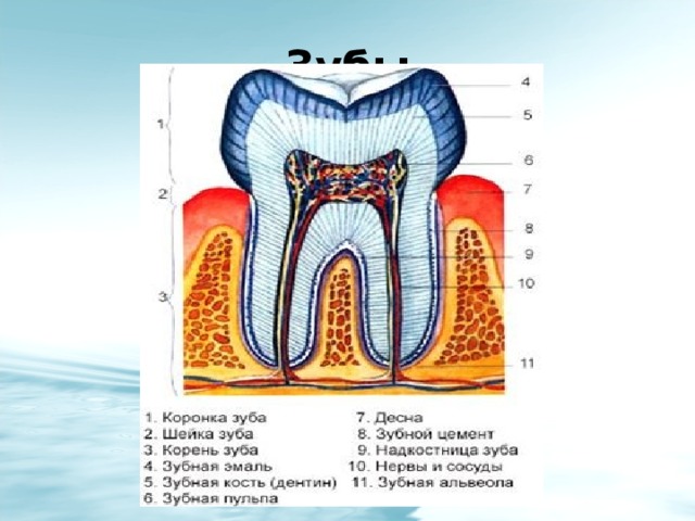 Надкостница зуба. Структурные части зуба. На рисунке надкостницу зубы. Назовите части зуба обозначенные цифрами.