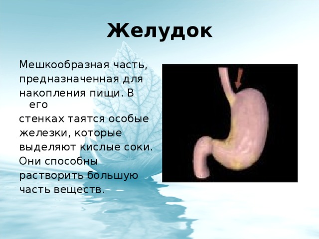 Выделит сок. Орган который вырабатывает кислый сок. Какой орган вырабатывает кислый сок переваривающий пищу. В каком внутреннем органе есть желёзки которые выделяют сок. Мешкообразный орган для расщепления пищи.