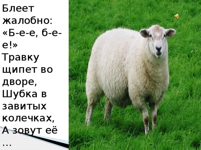 Щиплет травку падеж. Овца мекает. Блеяние овцы. Овца бекает. Овцы блеют или.