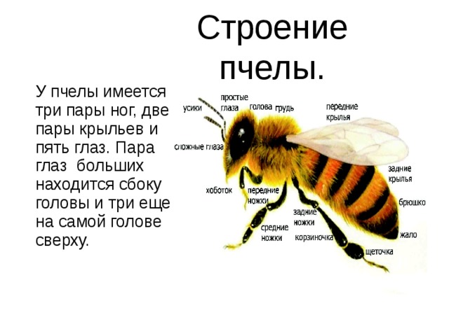 Отделы тела пчелы медоносной. Внешнее строение пчелы. Пчела медоносная форма тела. Внешнее строение медоносной пчелы. Пчела внешний вид описание.