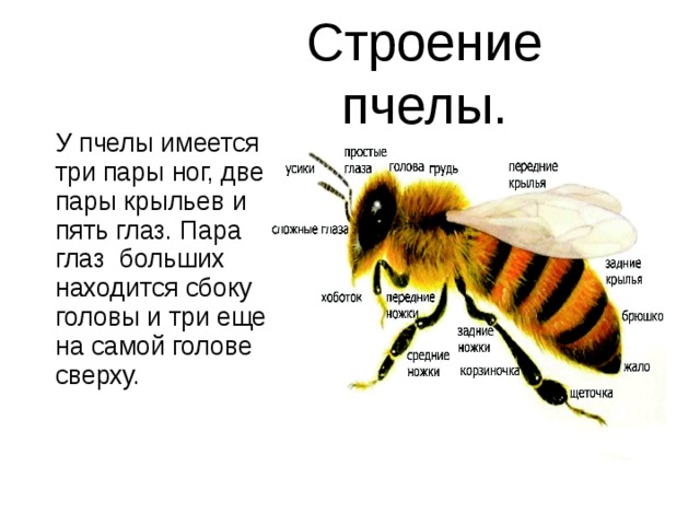 Пчела части тела картинка для детей