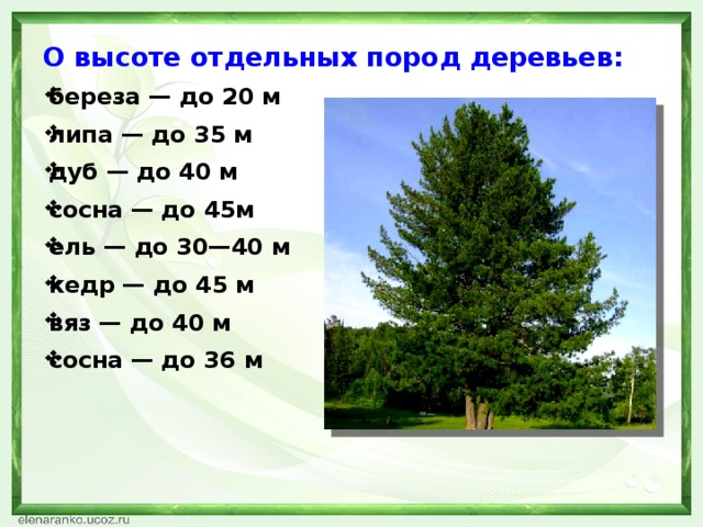 7 метров 20 сантиметров. Высота сосны. Высота дерева. Высота деревьев таблица. Сосна высота дерева.