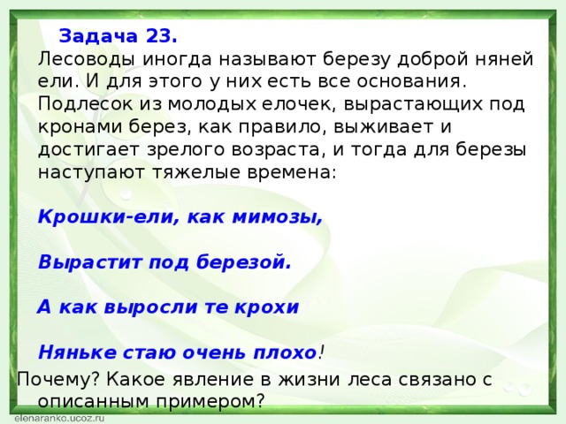 Слова лесовода. Почему березу называют доброй няней ели. Лесоводы иногда называют берёзу доброй няней ели почему. Береза няня ели. Диктант птица Лесовод.