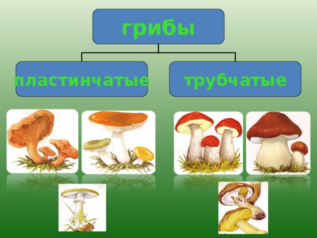 Какое основание позволило разделить грибы на группы. Лисичка трубчатый или пластинчатый гриб. Грибы и споры начальные классы. Грибами начальная форма.