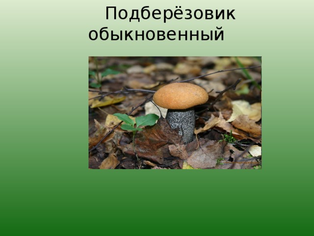 Какой тип питания характерен для бронзовки обыкновенной изображенной на рисунке