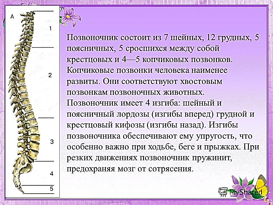 Презентация про позвоночник