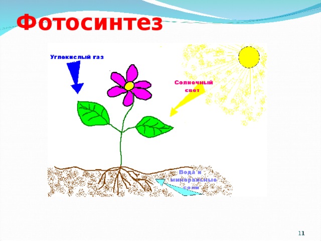 Фотосинтез