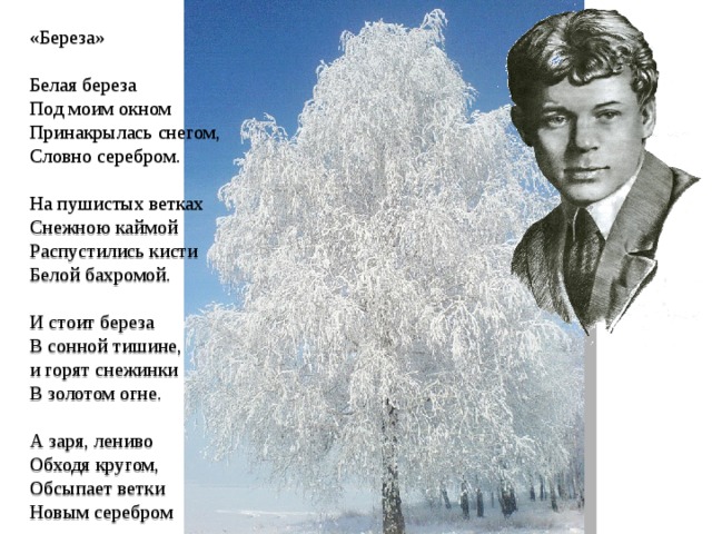 Стихи есенина белая женщина. Стих Сергея Есенина белая береза под моим окном.