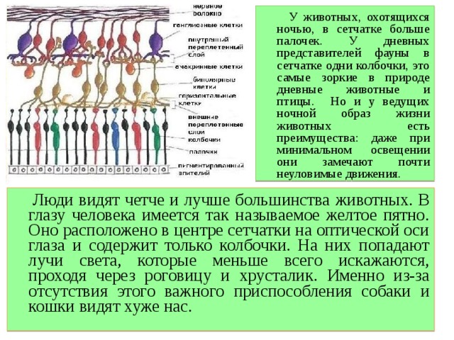 Колбочки в сетчатке человека