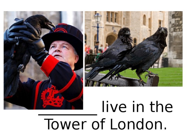 ________ live in the Tower of London. 