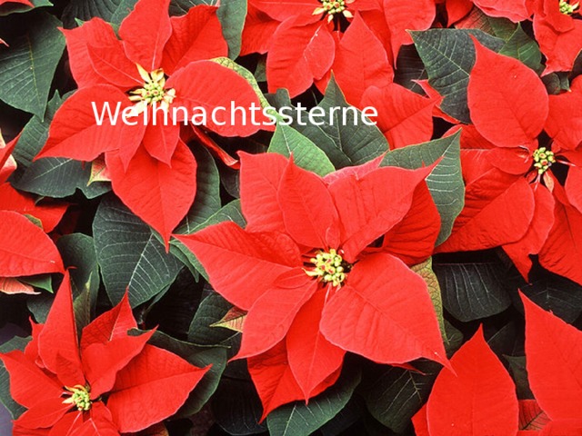 Weihnachtssterne 