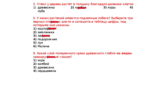 5. Ствол у дерева растёт в толщину благодаря делению клеток древесины 2) камбия 3) коры 4) луба 6. У каких растений имеются подземные побеги? Выберите три верных ответа из шести и запишите в таблицу цифры, под которыми они указаны. 1) картофель 2) земляника 3) ландыш 4) подорожник 5) лук 6) Малина 8. Какой слой поперечного среза древесного стебля не виден невооружённым глазом? 1) кора 2) камбий 3) древесина 4) сердцевина 