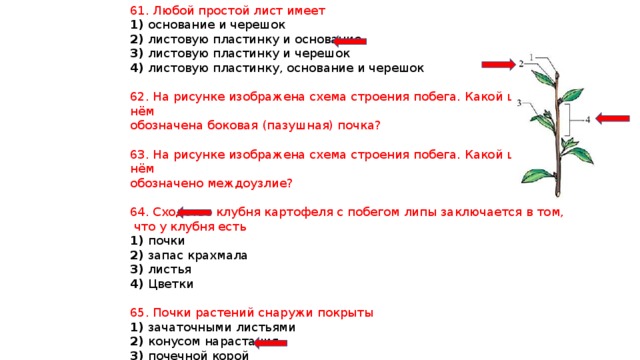 61. Любой простой лист имеет 1) основание и черешок 2) листовую пластинку и основание 3) листовую пластинку и черешок 4) листовую пластинку, основание и черешок 62. На рисунке изображена схема строения побега. Какой цифрой на нём обозначена боковая (пазушная) почка? 63. На рисунке изображена схема строения побега. Какой цифрой на нём обозначено междоузлие? 64. Сходство клубня картофеля с побегом липы заключается в том,  что у клубня есть 1) почки 2) запас крахмала 3) листья 4) Цветки 65. Почки растений снаружи покрыты 1) зачаточными листьями 2) конусом нарастания 3) почечной корой 4) почечными чешуями 