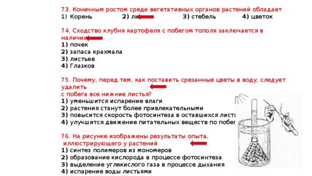 73. Конечным ростом среди вегетативных органов растений обладает Корень 2) лист 3) стебель 4) цветок 74. Сходство клубня картофеля с побегом тополя заключается в наличии 1) почек 2) запаса крахмала 3) листьев 4) Глазков 75. Почему, перед тем, как поставить срезанные цветы в воду, следует удалить с побега все нижние листья? 1) уменьшится испарение влаги 2) растения станут более привлекательными 3) повысится скорость фотосинтеза в оставшихся листьях 4) улучшится движение питательных веществ по побегу 76. На рисунке изображены результаты опыта,  иллюстрирующего у растений 1) синтез полимеров из мономеров 2) образование кислорода в процессе фотосинтеза 3) выделение углекислого газа в процессе дыхания 4) испарение воды листьями 