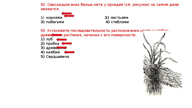 92. Свисающие вниз белые нити у орхидей (см. рисунок) на самом деле являются корнями 2) листьями 3) побегами 4) стеблями 93. Установите последовательность расположения слоёв в стебле древесного растения, начиная с его поверхности. 1) луб 2) пробка 3) древесина 4) камбий 5) Сердцевина 