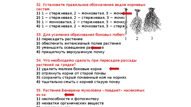 32. Установите правильное обозначение видов корневых систем. 1) 1 − стержневая, 2 − мочковатая, 3 − мочковатая 2) 1 − стержневая, 2 − стержневая, 3 − мочковатая 3) 1 − мочковатая, 2 − стержневая, 3 − мочковатая 4) 1 − стержневая, 2 − мочковатая, 3 − стержневая 33. Для усиления образования боковых побегов следует 1) пересадить растение 2) обеспечить интенсивный полив растения 3) уменьшить освещение растения 4) прищипнуть верхушечную почку 34. Что необходимо сделать при пересадке рассады растений на грядки? 1) удалить мелкие боковые корни 2) отряхнуть корни от старой почвы 3) сохранить старый почвенный ком на корнях 4) тщательно смыть с корней старую почву 35. Растение Венерина мухоловка «поедает» насекомых из-за 1) неспособности к фотосинтезу 2) нехватки органических веществ 3) нехватки азота 4) перехода к паразитическому образу жизни 