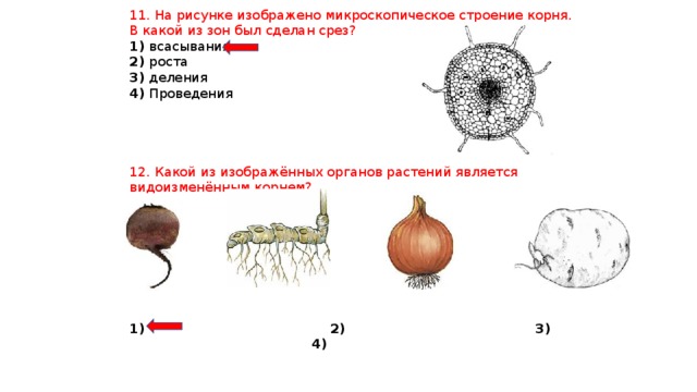 11. На рисунке изображено микроскопическое строение корня. В какой из зон был сделан срез? 1) всасывания 2) роста 3) деления 4) Проведения 12. Какой из изображённых органов растений является видоизменённым корнем?  2) 3) 4) 