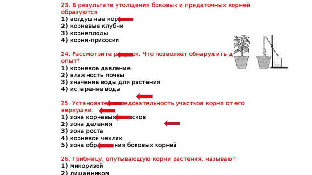 23. В результате утолщения боковых и придаточных корней образуются 1) воздушные корни 2) корневые клубни 3) корнеплоды 4) корни-присоски 24. Рассмотрите рисунок. Что позволяет обнаружить данный опыт? 1) корневое давление 2) влажность почвы 3) значение воды для растения 4) испарение воды 25. Установите последовательность участков корня от его верхушки. 1) зона корневых волосков 2) зона деления 3) зона роста 4) корневой чехлик 5) зона образования боковых корней 26. Грибницу, опутывающую корни растения, называют 1) микоризой 2) лишайником 3) плесенью 4) привоем 