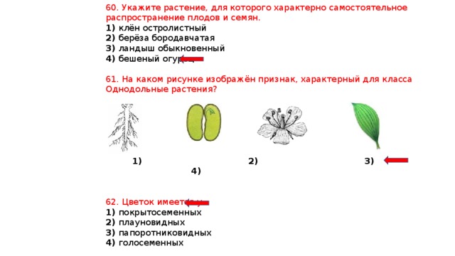 К какому классу относят растение шишка которого показана на рисунке