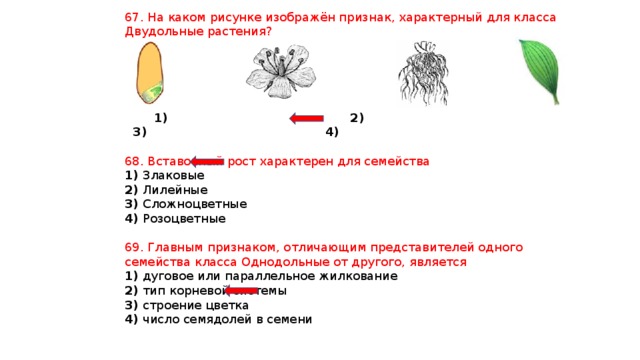 На каком рисунке изображен однодольные растения