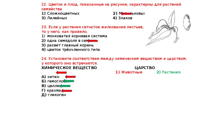 Тип плода показанный на рисунке характерен для растений семейства