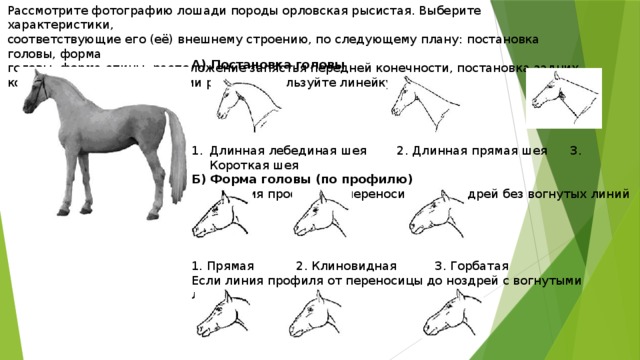 Рассмотрите фотографию лошади породы орловская рысистая. Выберите характеристики, соответствующие его (её) внешнему строению, по следующему плану: постановка головы, форма головы, форма спины, расположение запястья передней конечности, постановка задних конечностей. При выполнении работы используйте линейку. А) Постановка головы      Длинная лебединая шея 2. Длинная прямая шея 3. Короткая шея Б) Форма головы (по профилю) Если линия профиля от переносицы до ноздрей без вогнутых линий 1. Прямая 2. Клиновидная 3. Горбатая Если линия профиля от переносицы до ноздрей с вогнутыми линиями 4. Щучья 5. Баранья 6. Горбоносая 