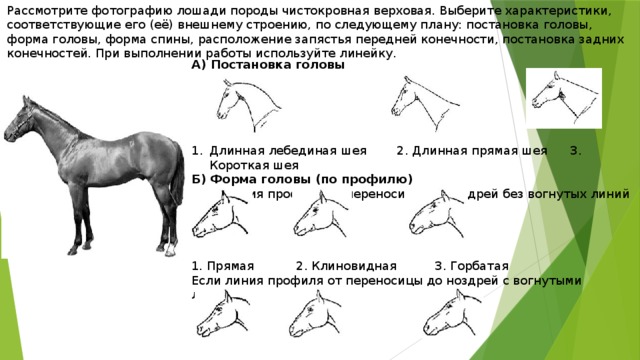 Рассмотрите фотографию лошади породы чистокровная верховая. Выберите характеристики, соответствующие его (её) внешнему строению, по следующему плану: постановка головы, форма головы, форма спины, расположение запястья передней конечности, постановка задних конечностей. При выполнении работы используйте линейку. А) Постановка головы      Длинная лебединая шея 2. Длинная прямая шея 3. Короткая шея Б) Форма головы (по профилю) Если линия профиля от переносицы до ноздрей без вогнутых линий 1. Прямая 2. Клиновидная 3. Горбатая Если линия профиля от переносицы до ноздрей с вогнутыми линиями 4. Щучья 5. Баранья 6. Горбоносая 