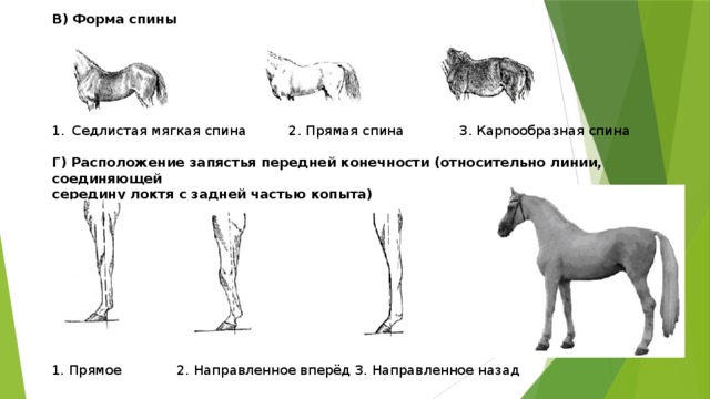 В) Форма спины       Седлистая мягкая спина 2. Прямая спина 3. Карпообразная спина Г) Расположение запястья передней конечности (относительно линии, соединяющей середину локтя с задней частью копыта)           1. Прямое 2. Направленное вперёд 3. Направленное назад 