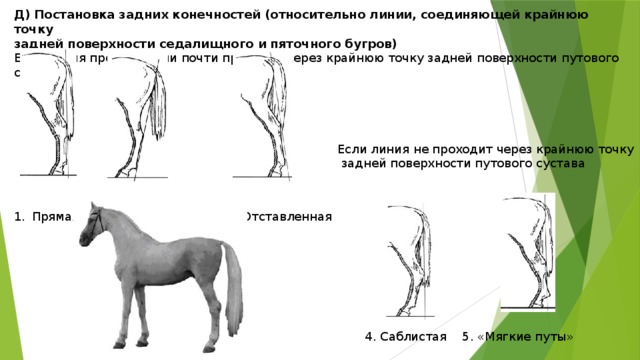 Д) Постановка задних конечностей (относительно линии, соединяющей крайнюю точку задней поверхности седалищного и пяточного бугров) Если линия проходит или почти проходит через крайнюю точку задней поверхности путового сустава Прямая 2. Подставленная 3. Отставленная Если линия не проходит через крайнюю точку  задней поверхности путового сустава 4. Саблистая 5. «Мягкие путы» 