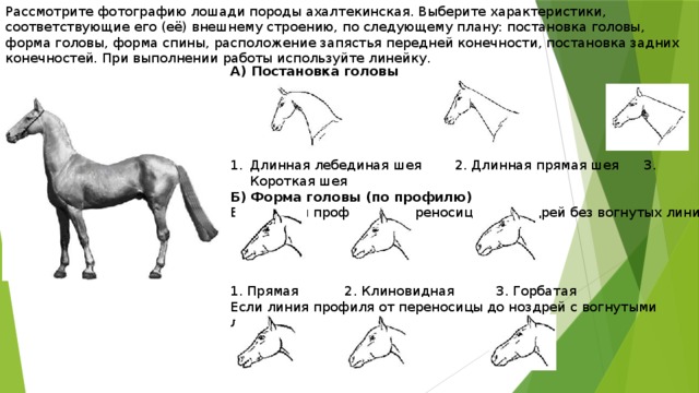 Рассмотрите фотографию лошади породы ахалтекинская. Выберите характеристики, соответствующие его (её) внешнему строению, по следующему плану: постановка головы, форма головы, форма спины, расположение запястья передней конечности, постановка задних конечностей. При выполнении работы используйте линейку. А) Постановка головы      Длинная лебединая шея 2. Длинная прямая шея 3. Короткая шея Б) Форма головы (по профилю) Если линия профиля от переносицы до ноздрей без вогнутых линий 1. Прямая 2. Клиновидная 3. Горбатая Если линия профиля от переносицы до ноздрей с вогнутыми линиями 4. Щучья 5. Баранья 6. Горбоносая 