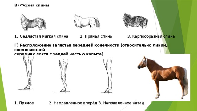 В) Форма спины       Седлистая мягкая спина 2. Прямая спина 3. Карпообразная спина Г) Расположение запястья передней конечности (относительно линии, соединяющей середину локтя с задней частью копыта)           1. Прямое 2. Направленное вперёд 3. Направленное назад 