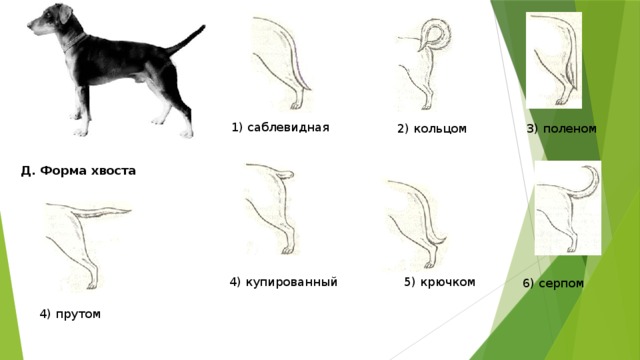 1) саблевидная 2) кольцом 3) поленом Д. Форма хвоста 4) купированный 5) крючком 6) серпом 4) прутом 