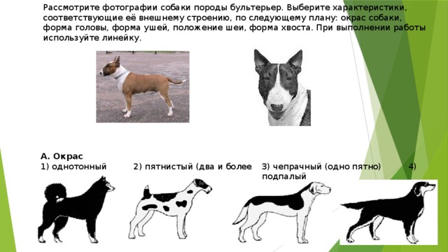 Рассмотрите фотографию рыжей собаки выберите характеристики соответствующие внешнему строению собаки
