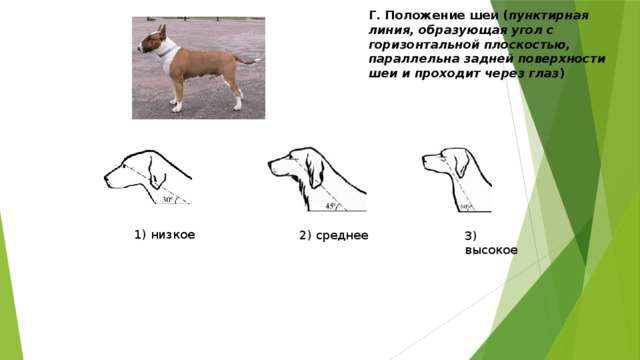 Текст про собаку огэ. Положение шеи у собак. Высокое положение шеи у собаки. Как определить положение шеи у собаки ОГЭ. Форма хвоста у собак ОГЭ.