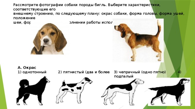 Породы собак биология. Рассмотреть фотографии собаки породы. Окрасы собак биология. Задание про собак. Признаки породы собак.