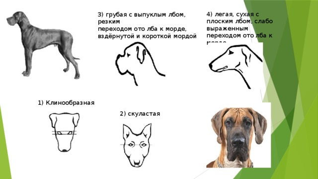 4) легая, сухая с плоским лбом, слабо выраженным переходом ото лба к морде 3) грубая с выпуклым лбом, резким переходом ото лба к морде, вздёрнутой и короткой мордой 1) Клинообразная 2) скуластая 