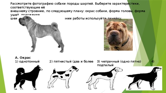 Породы собак биология. Параметры собаки. Форма головы собаки породы. Рассмотреть фотографии собаки породы. Форма хвоста у собак.