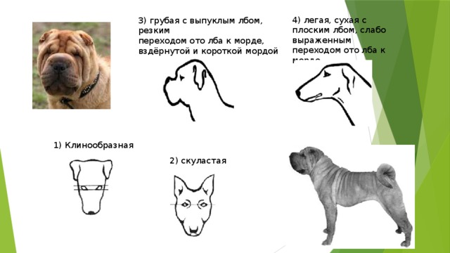 Рассмотрите фотографию собаки породы шарпей и выполните задания выберите характеристики