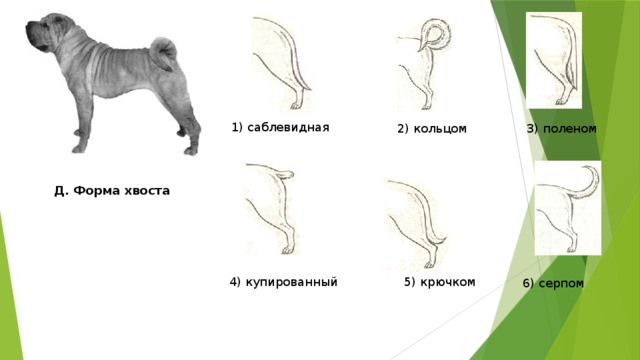 1) саблевидная 2) кольцом 3) поленом Д. Форма хвоста 4) купированный 5) крючком 6) серпом 