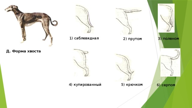 1) саблевидная 3) поленом 2) прутом Д. Форма хвоста 4) купированный 5) крючком 6) серпом 