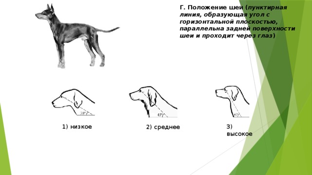 Низкое положение. Положение шеи у собак. Форма шеи собак. Шея средней длины у собаки. Постав шеи у собак.