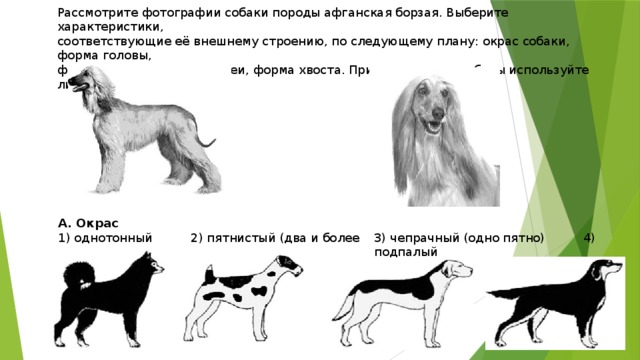 Рассмотрите фотографии собаки породы афганская борзая. Выберите характеристики, соответствующие её внешнему строению, по следующему плану: окрас собаки, форма головы, форма ушей, положение шеи, форма хвоста. При выполнении работы используйте линейку. А. Окрас 1) однотонный 2) пятнистый (два и более пятен) 3) чепрачный (одно пятно) 4) подпалый 