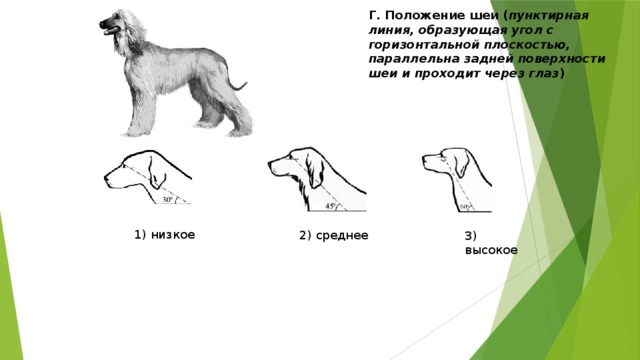 Рассмотрите фотографию собаки породы афганская борзая выберите характеристики соответствующие огэ