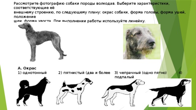 Рассмотрите фотографию собаки породы немецкий дратхаар. Рассмотреть фотографии собаки породы. Собака в форме. Рассмотрите фотографии собаки породы волкодав. По форме головы у собак.
