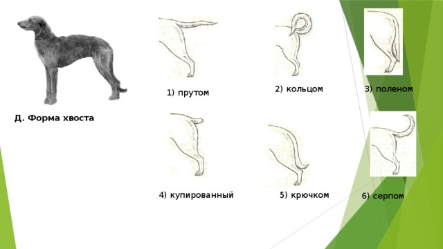 2) кольцом 3) поленом 1) прутом Д. Форма хвоста 4) купированный 5) крючком 6) серпом 