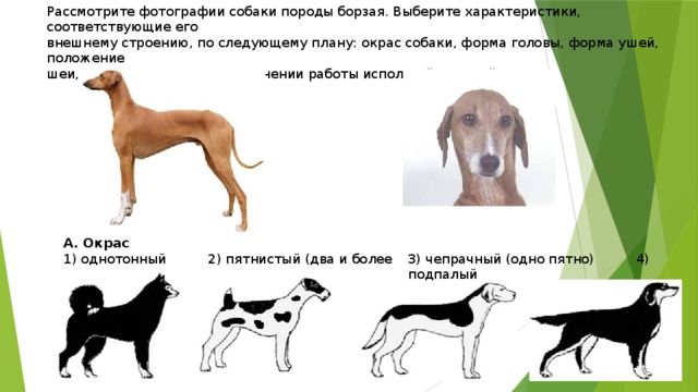 Типы хвостов собак