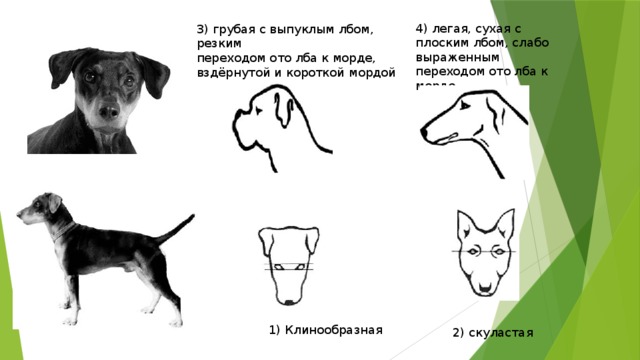 Выберите характеристики соответствующие внешнему строению собаки по следующему плану окрас